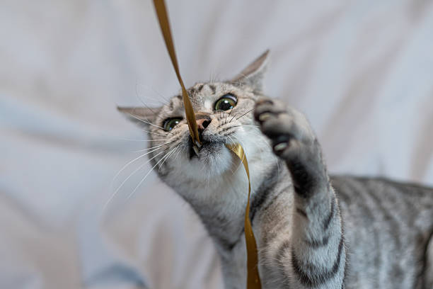 istock Cute cat playing with a toy 2225944827