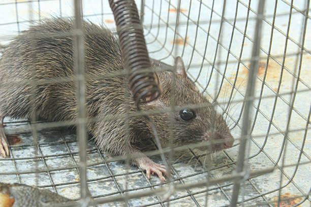 istock Side View of a Captured Rat in a Humane Wire Trap 2225944899