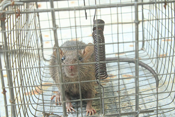 istock Trapped Wild Rat in a Metal Cage - Pest Control Solution 2225944901