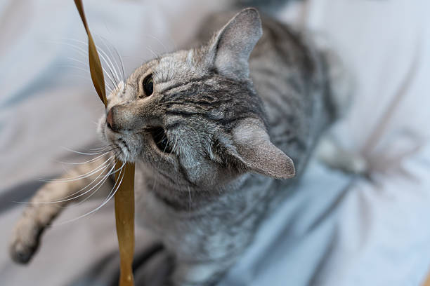 istock Cute cat playing with a toy 2225944953