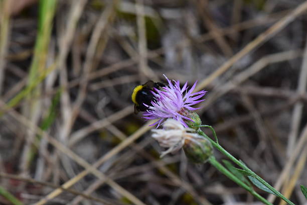 Bee on a purple flower in the forest