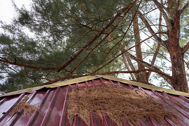 pine trees and roofs with dry fallen pine leaves
