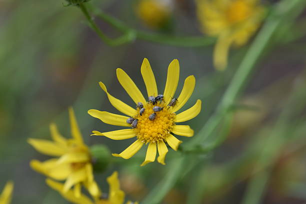 istock Yellow wild flowers closeup 2225947214