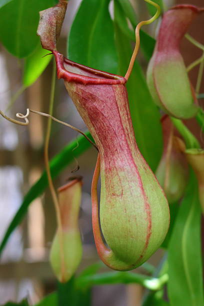 istock Red Veins, Green Pitcher Plants, with Flared Lids, Carnivorous 2225947265