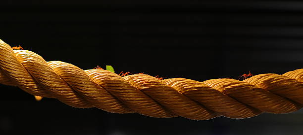 red ants have caught a large brown beetle in thailand and carry it home together - from isaan province