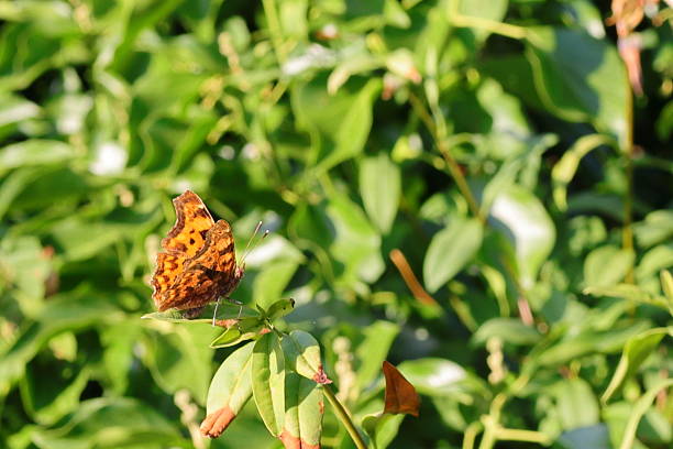 The comma is a medium-sized orange-and-brown butterfly. It gets its name from the comma-shaped white spots on the underneath of its wings. It is on the wing throughout the year