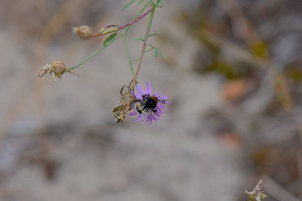 Bumblebee on purple a flower in spring
