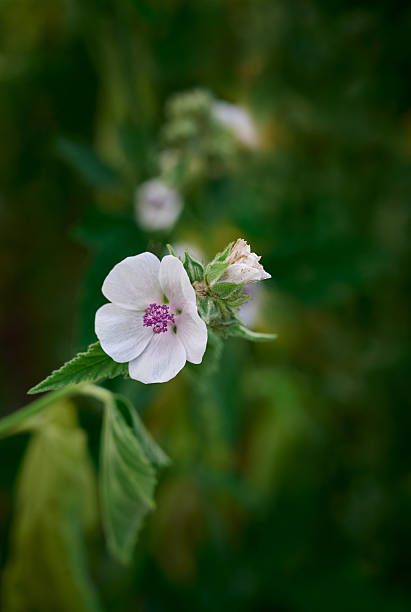 istock Wild flower Althaea officinalis in the garden. 2225948233