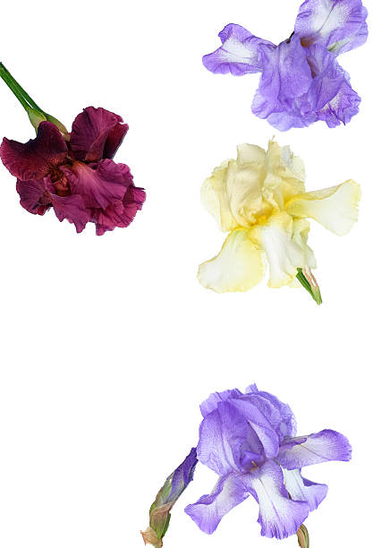 istock Colorful iris flowers on white background with copy space 2225948392