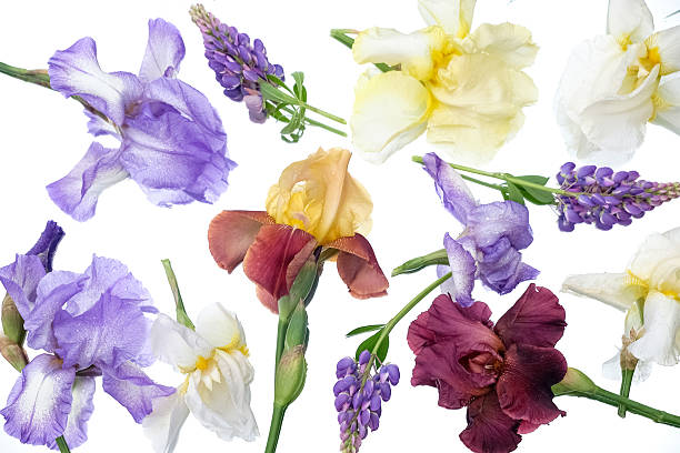 istock Assorted irises and lavender sprigs arranged on a clean white background, showcasing vibrant natural colors and floral variety 2225948491