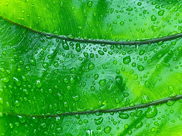 Water drops on green leaves