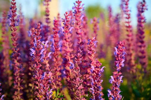 The flowers of Salvia japonica
