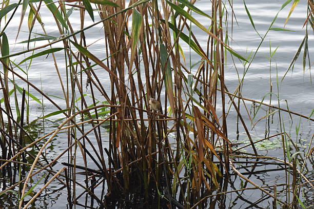 Bird in reed grass above the lake