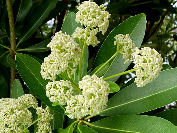 istock Alstonia scholaris or devil tree plant flower with leaves image 2225950446