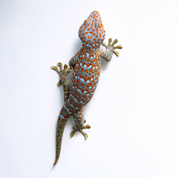 istock a giant colorful beautiful gekko walking on the white concrete wall with empty copy space 2225951446