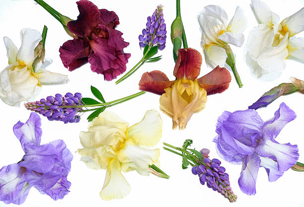 Top view of assorted iris and lavender flowers arranged on a white background. Bright floral composition ideal for botanical or spring-themed designs
