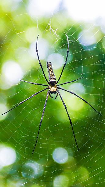 istock Spider on Web in Forest  Close-up Macro Shot 2225956792