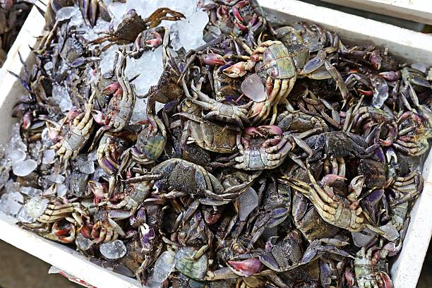 Ricefield Crabs in fresh market.