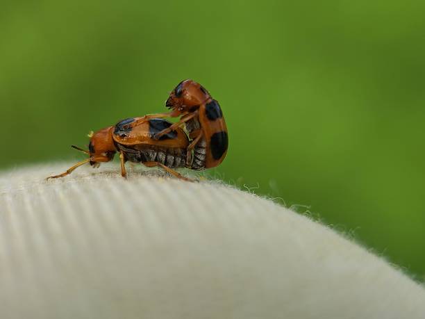 istock clytrini leaf beetle closeup photo 2225957254