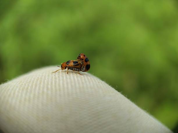 istock clytrini leaf beetle closeup photo 2225957266