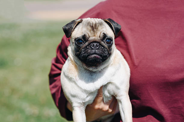 istock small pug walks in summer park 2225957333