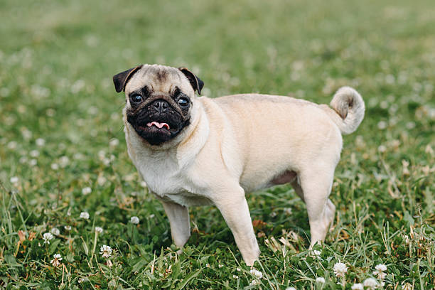 istock small pug walks in summer park 2225957387