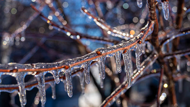 istock Ice on tree branches. Ice covered the tree branches. Ice on a branch close-up 2225957923