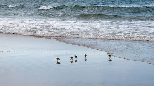 istock Small Shorebirds Walking Near Ocean Waves on a Calm Sandy Beach 2225959915