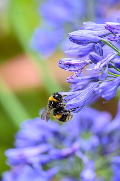istock Bees gathering pollen and nectar on an Agapanthus plant 2225960100