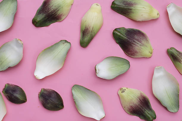 Artichoke petals on pink background.