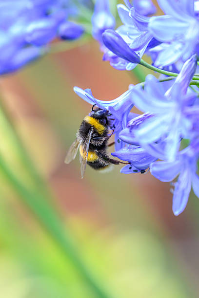 istock Bees gathering pollen and nectar on an Agapanthus plant 2225960228