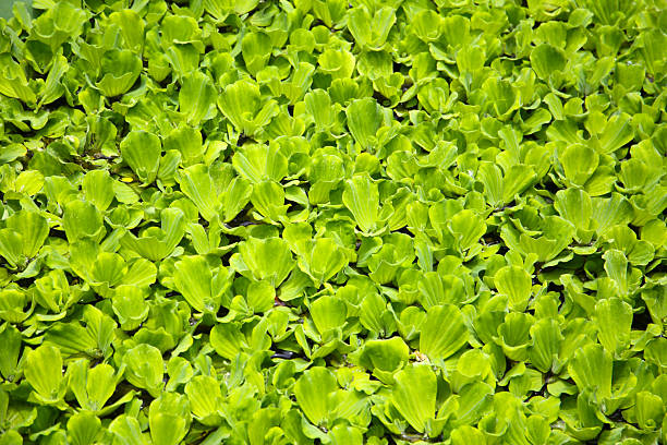 istock Dense cluster of Pistia (water lettuce) floating on the pond surface. 2225960239