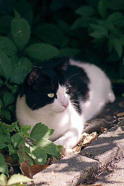 Cute tuxedo cat sunbathing outdoors and looking awa.y. Vertical image with copy space.