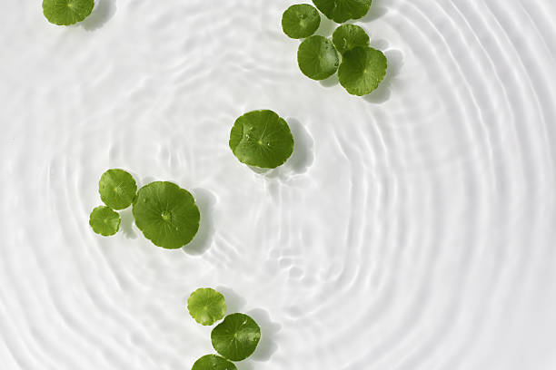 istock Green centella leaves floating gently in clear rippling water. 2225960571