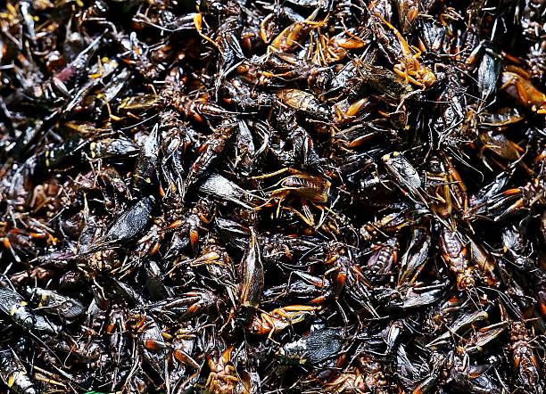 istock Raw Cricket insect for food preparation. 2225961307