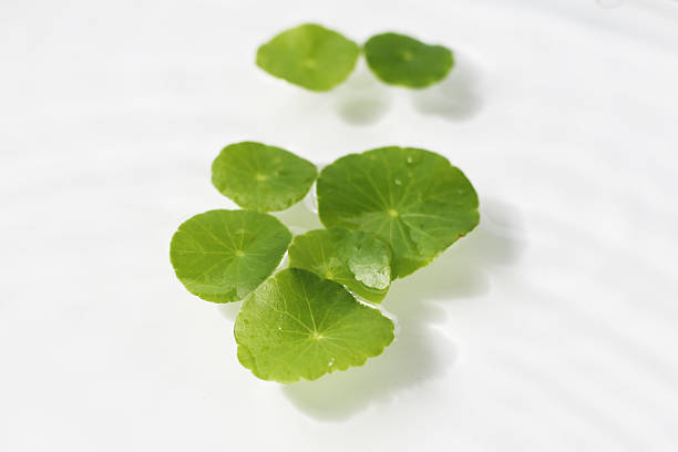 istock Green centella leaves floating gently in clear rippling water. 2225962215