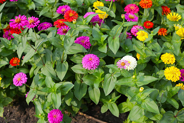 istock Colorful zinnias in full bloom 2225962370