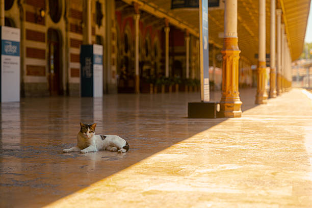 A relaxed stray cat lies in the warm sunlight at Sirkeci Train Station in Istanbul, known for its historic Ottoman architecture and connection to the famed Orient Express. The serene feline presence contrasts with the structured elegance of the platform's marble flooring and ornate columns. Ideal for editorials on Istanbul’s culture, street animals, or tranquil travel moments.