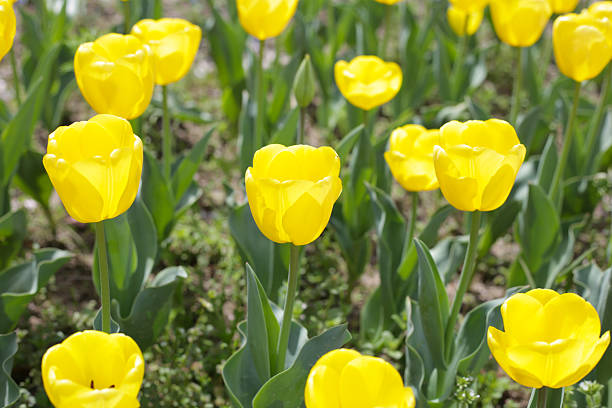 istock Field of blooming tulips under natural sunlight. 2225966698