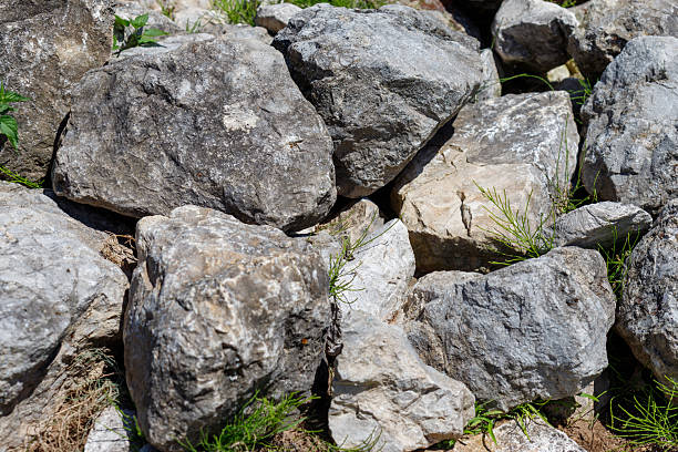 The trees.Rocks and Stone.Isolated on White background