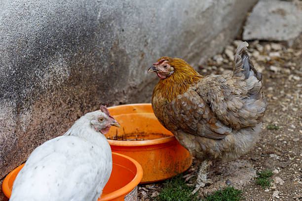 Two Chickens Near Orange Bowls with Concrete Background