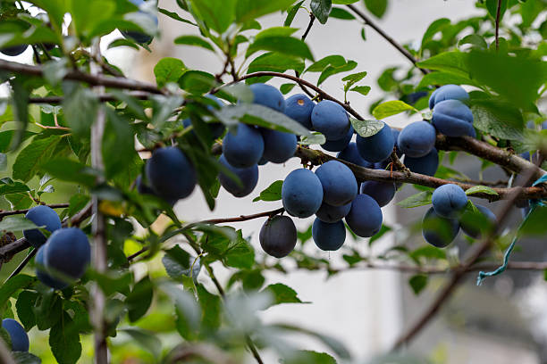 istock Plums on Tree Branch with Green Leaves 2225970088