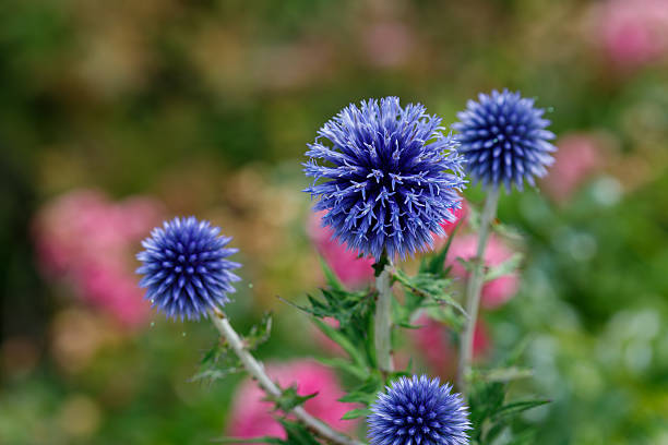 istock Blue Globe Thistle Flowers with Garden Background 2225970136