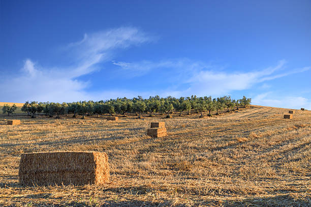 Typical agricultural field in southern Italy with bales of hay on the harvested field.