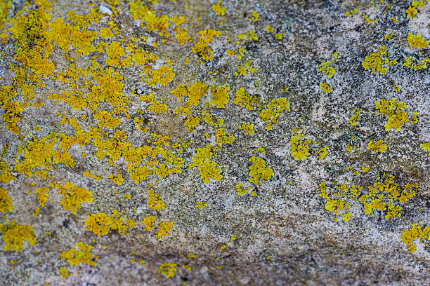 Close-up image of a gray rock covered in yellow lichen. The lichen clusters are spread across the surface, creating a textured pattern.