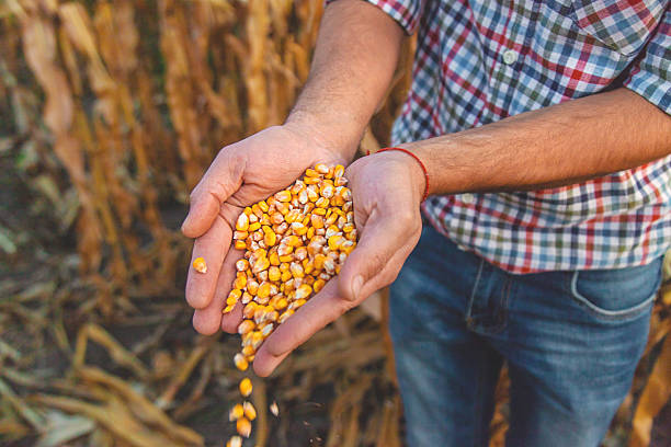 istock Corn harvest in the hands of a farmer. Selective focus. 2225971973