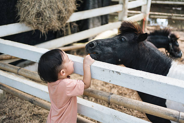 istock Young child feeding carrot to pony 2225973029