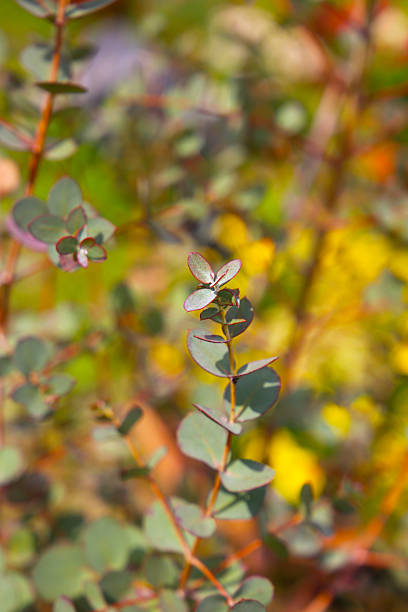 istock Eucalyptus plant with small, round, silvery-green leaves 2225973554