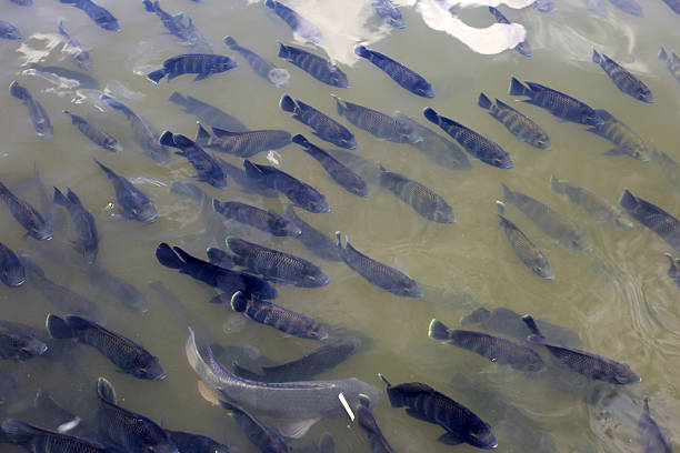 Fish swim close to the surface of the water. Fish pond in the park. Natural background