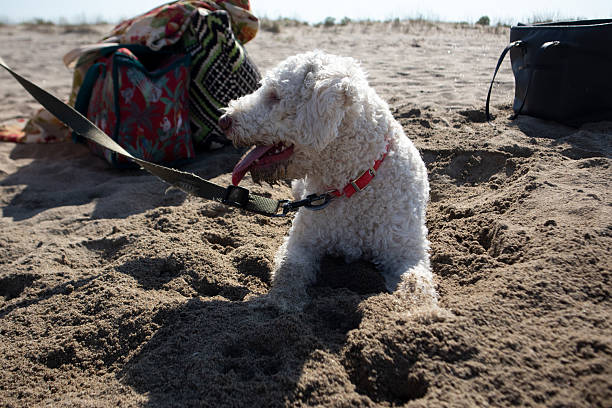 Lagotto Romagnolo at the beach